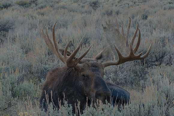 Bull Moose Resting, Gros Ventre, Grand Teton Teton N.P.