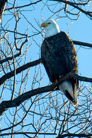 Backlit Bald Eagle, Lower Klamath N.W.R.