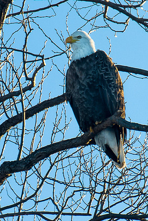 Backlit Bald Eagle, Lower Klamath N.W.R.