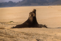 Two Male Elephant Seals Fighting, Ano Neuevo S.P.,  CA