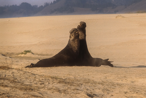 Two Male Elephant Seals Fighting, Ano Neuevo S.P.,  CA