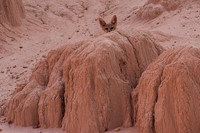 Kit Fox Playing Peek-a-Boo, Cathedral Gorge, S.P.