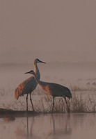 Sandhill cranes in Morning Fog, Cosumnes Preserve, CA