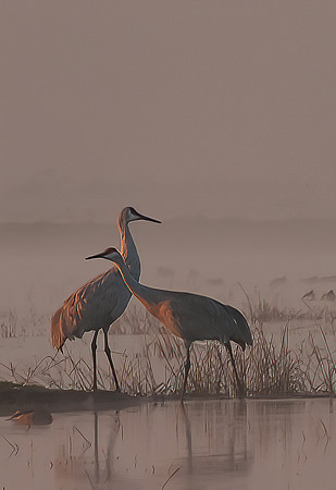 Sandhill cranes in Morning Fog, Cosumnes Preserve, CA
