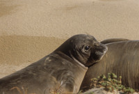Elephant Seal Weaner, Ano Neuevo S.P., CA