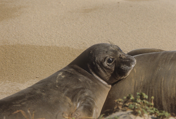 Elephant Seal Weaner, Ano Neuevo S.P., CA