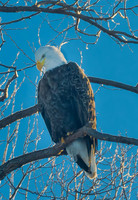 Bald Eagle, Lower Klamath N.W.R.