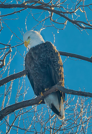 Bald Eagle, Lower Klamath N.W.R.