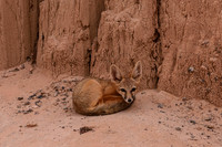 Kit Fox, Cathedral Gorge S.P.