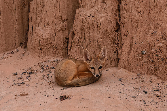 Kit Fox, Cathedral Gorge S.P.