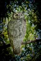 Grat Horned Owl, Malheur N.W.R.