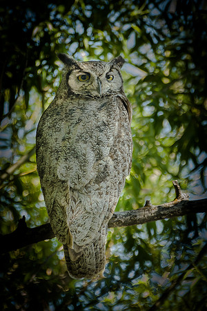Grat Horned Owl, Malheur N.W.R.