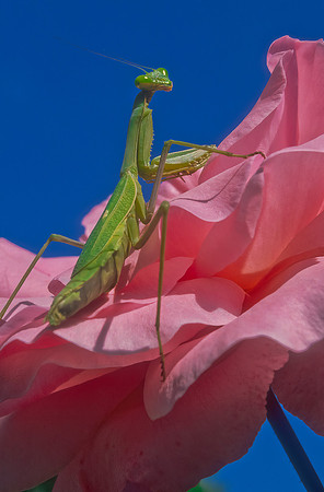 Praying Mantis on Pink Rose, Sacramento, CA