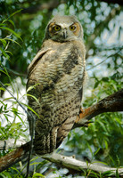 Great Horned Owl Fledgling, Malheur N.W.R.