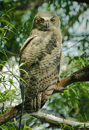 Great Horned Owl Fledgling, Malheur N.W.R.