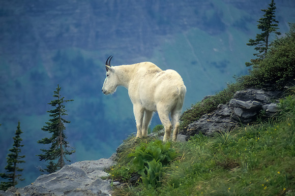 Mountain Goat, Glacier N.P.