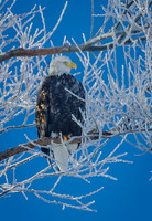Bald Eagle, Lower Klamath N.W.R.