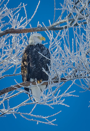 Bald Eagle, Lower Klamath N.W.R.