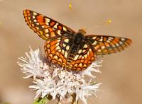 Butterfly on White Flower