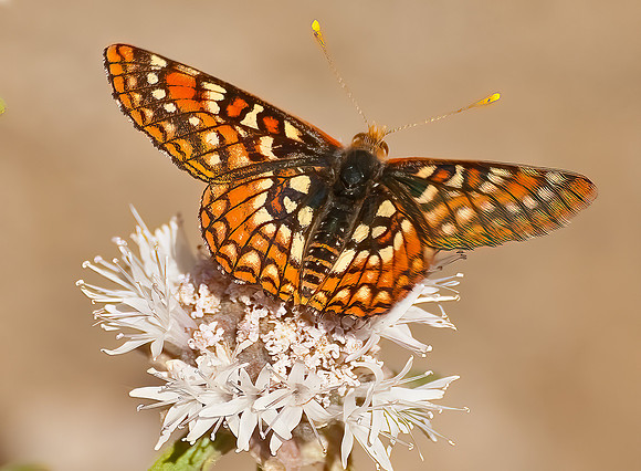 Butterfly on White Flower