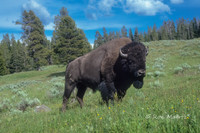 Bison - Yellowstone N.P.