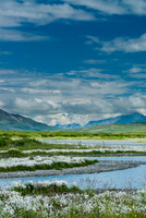Alaska Cotton Grass Along Gulkana River