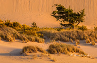 Impending Dune Doom - Oregon Dunes N.R.A.