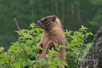 Spying Marmot - Navajo Trail, Lizard Head Wilderness, CO