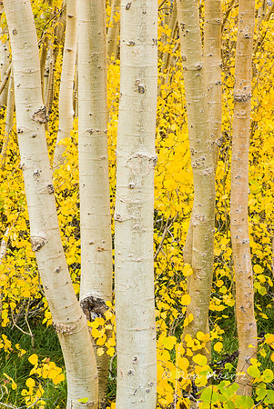 Aspens Along Bishop Creek - Eastern Sierra