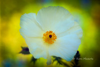 Prickly Poppy - Texas Hill Country