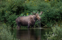 Feeding Moose - Glacier N.P.