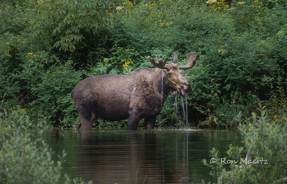 Feeding Moose - Glacier N.P.