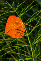 "Captured" - Aspen Leaf, Eastern Sierra Nevada