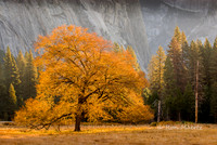 Elm Tree, Cook's Meadow - Yosemite N.P.
