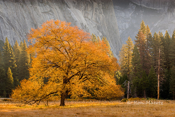 Elm Tree, Cook's Meadow - Yosemite N.P.