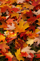 Maple Leaves - Grass Valley, CA