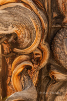 Gnarled Truck Bristlecone Pine - White Mountains, CA