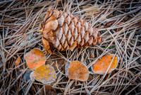 Morning Frost - Eastern Sierra Nevada