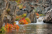 Indian Rhubarb - Indian Creek Falls, Plumas Co.