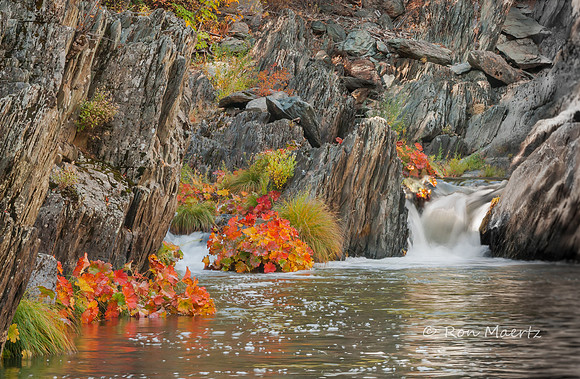 Indian Rhubarb - Indian Creek Falls, Plumas Co.