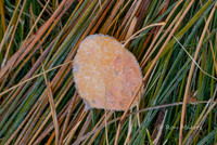 Frosted Aspen Leaf - Eastern Sierra