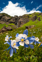 Blue Columbine - Little Ice Lake Basin, CO
