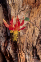 Crimson Columbine - Elephant Back, Carson Pass Area, CA