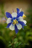 Blue Columbine - Anamas River Falls, Colorado