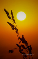 Beach Grass at Sunset - California Coast