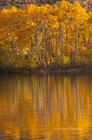 Aspen Reflections - Bishop Creek, Eastern Sierra