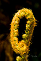 Unfurling Fern Frond - Patrick's Point S.P., CA