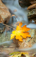 Bigleaf Maple in Small Steam - Feather River Canyon, CA