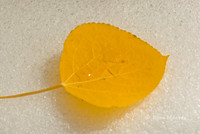 Aspen Leaf With First Snow - Carson Pass, CA
