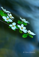 Pacific Dogwood Along Merced River - Yosemite N.P.